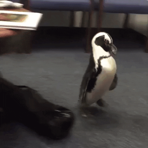 pinguin GIF by The Videobook