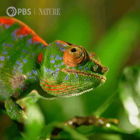 Close Up Eyes GIF by Nature on PBS