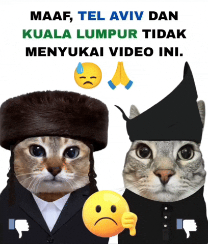 Tel Aviv Cat GIF