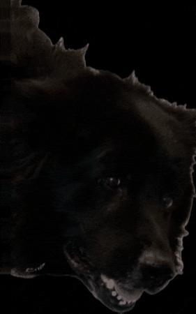 K9Graphics.com GIF