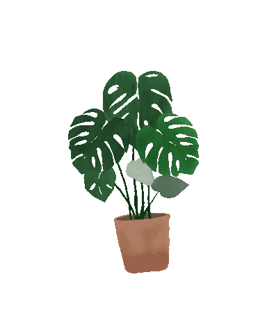 Plant Monstera Sticker