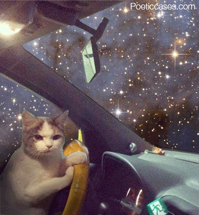 Cat Space GIF - Find & Share on GIPHY