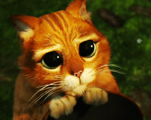 Featured image of post Wide Eye Cat Gif Find and save images from the gif cats collection by cheetah mccat cheetah mccat on we heart it your everyday app to get lost in what you love