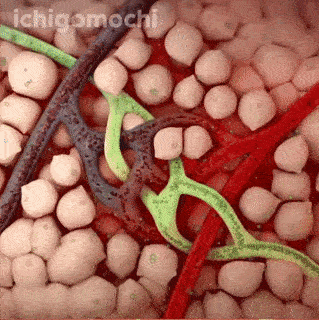 Halluxredux GIF