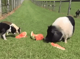 Pig Watermelon GIF by Storyful