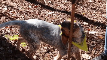 Blue Heeler Dog GIF by JC Property Professionals