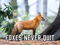 Foxes Never Quit