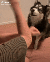 Happy Tik Tok GIF by TikTok MENA