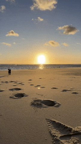 Dog Beach GIF by Kevin Röhlig