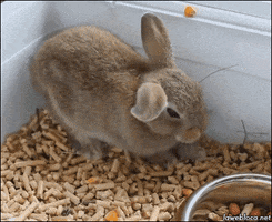 Video gif. Small rabbit suddenly flops down onto its side, lying on its cage bedding next to a food bowl. Its eyes close and its nose twitches. 