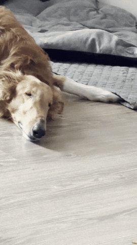 Puppy Dogmeme GIF