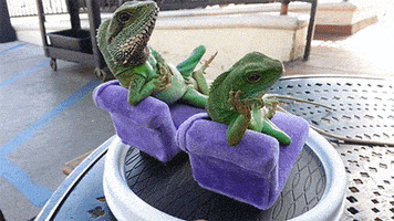 lizards GIF by Digg