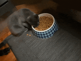 Kitten GIF