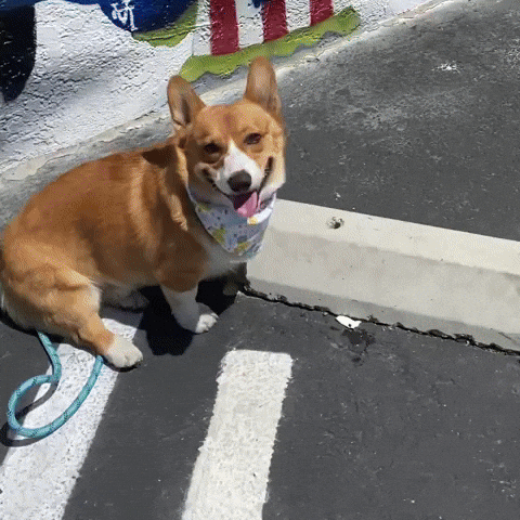 Hello Kitty Corgi GIF