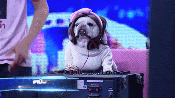 Video gif. Wearing a feminine wig with a bow and a long-sleeved white shirt, a pug stands behind a mixing board like a DJ on stage while someone behind claps their hands. Box with text in another language appears in the corner.