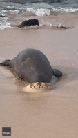 Adorable Monk Seal Burrows Head in Sand on Kauai Beach