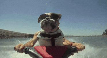 Video gif. A bulldog with goggles rides a personal watercraft in front of its driver, but their positioning makes it look like the bulldog is steering with human arms.