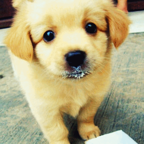 Cute Puppy Wallpaper GIFs - Find & Share on GIPHY