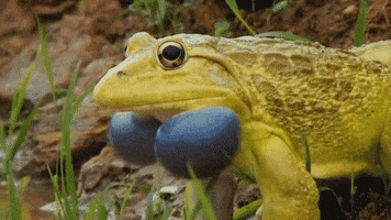 moment toad GIF