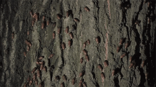 cicadas