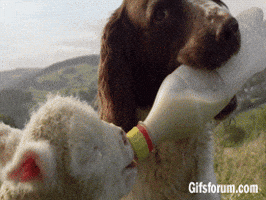 lamb GIF