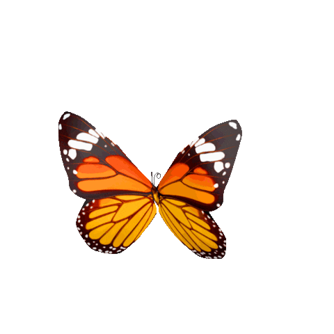 monarch butterfly flying gif