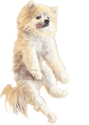 Dog Dancing Sticker by Munjo Munjo