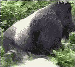 man gorilla GIF
