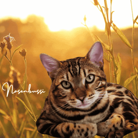 Good Morning Cat GIF by Kitty Fuchs