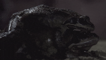 Boerenpsalm GIF