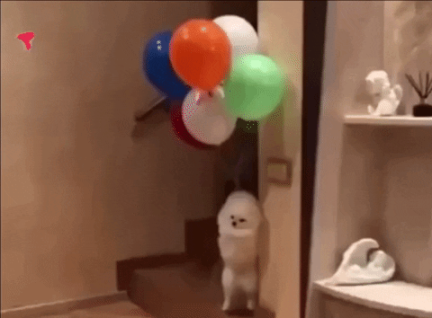 Scared Happy Birthday GIF by Piñata Farms: The Meme App - Find & Share on GIPHY