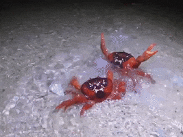 Wildlife gif. Two red crabs on a beach appearing to dance and cheer as the tide recedes. 