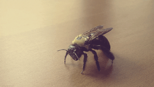 Risultati immagini per gif bees