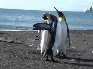 penguin funn