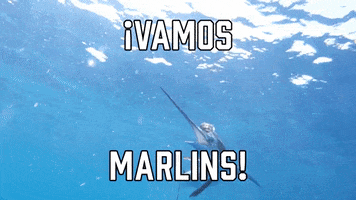 Miami Marlins Sport GIF by Sealed With A GIF