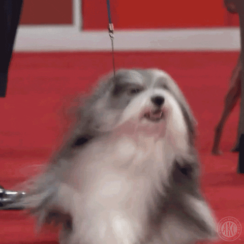 Dog Show Smile GIF by American Kennel Club