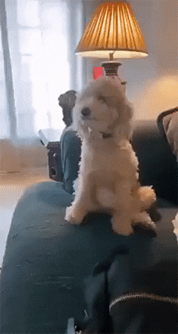 Video gif. Fluffy white dog wags its long tail excitedly between its front two legs, ears perked up like it's ready for something to happen any moment.