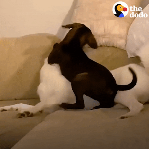 Dogs Play Fighting GIF by The Dodo