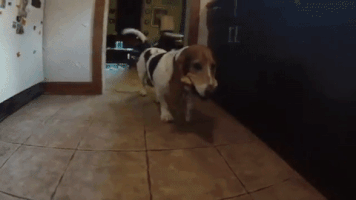 grlwondr dog bone basset hound dog bone GIF