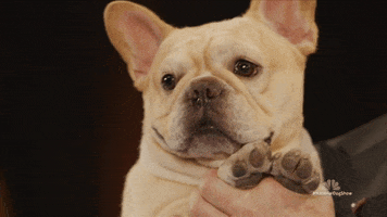 Dog Show Smile GIF by NBC
