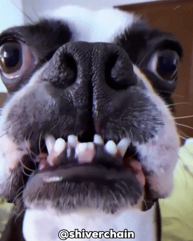 Dog Baby GIF