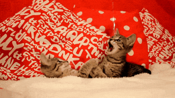 Cat GIF