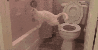 Cat Poop GIF
