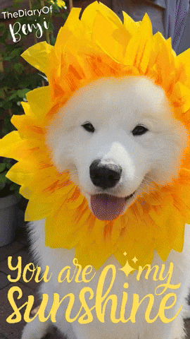 Sun Loving GIF