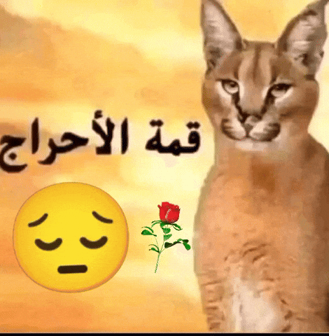 Funny GIF