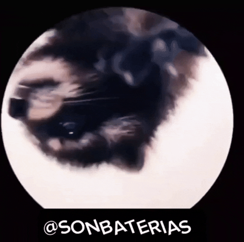 Raccoon Dance GIF by Sonbaterias