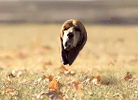 giphy.gif?cid=19f5b51a322cfd310c840731cc08a0fab696efe1d5a97af3&rid=giphy.gif