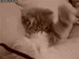 Tired Cat GIF by Cheezburger