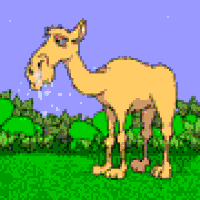 camel