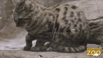 Grooming Black Footed Cat GIF by Brookfield Zoo